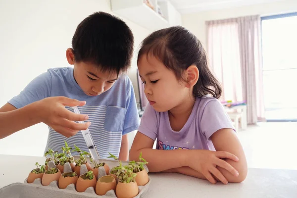 Смешанные Азиатские Дети Поливают Рассаду Растения Eggshells Эко Садоводство Montessori — стоковое фото