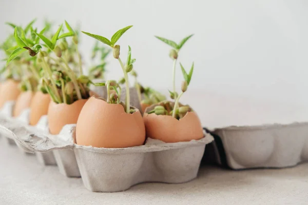 Seedling Plants Eggshells Eco Gardening Montessori Education Reuse Concept Royalty Free Stock Images