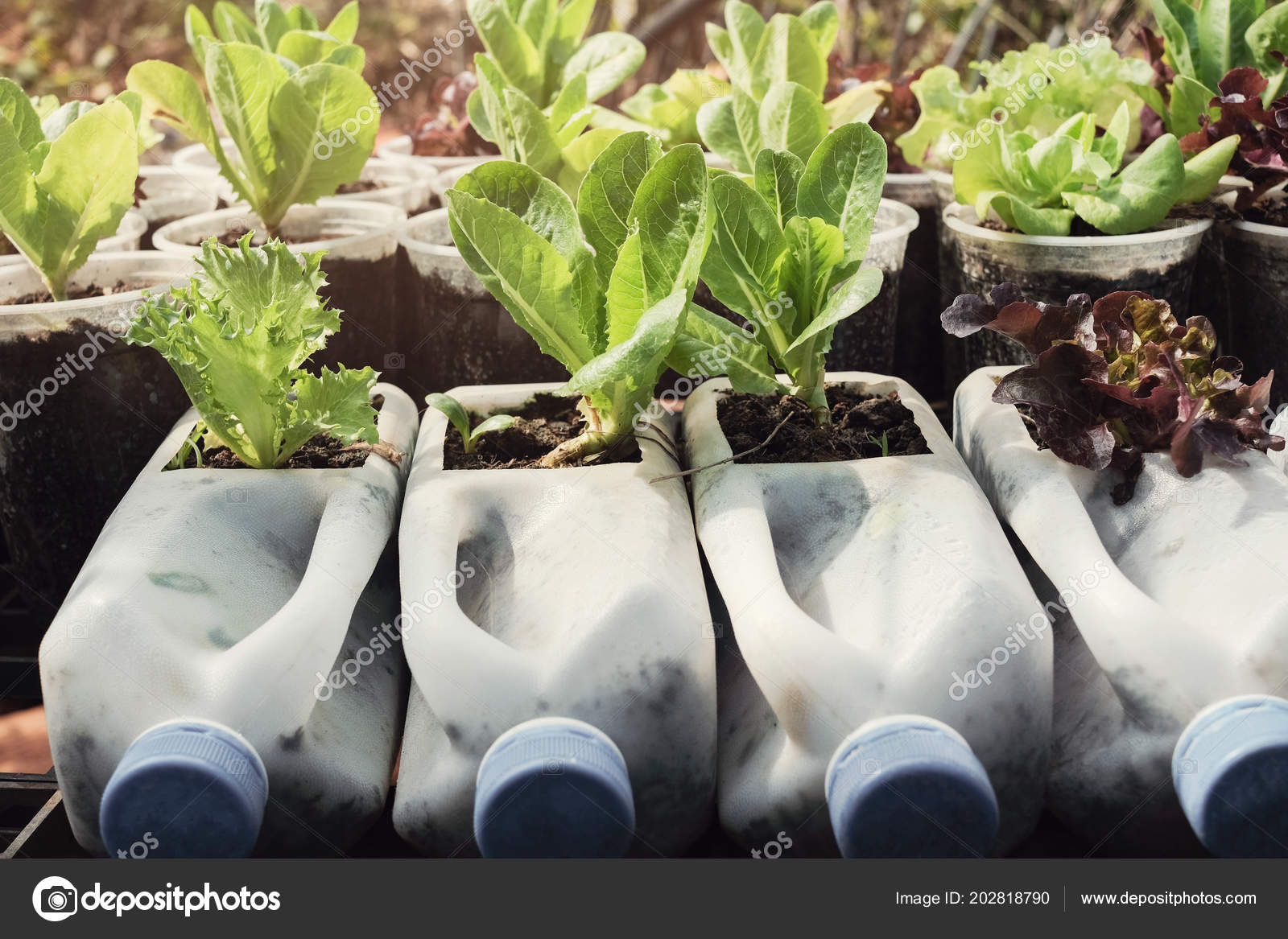 Growing Lettuce Used Plastic Bottles Vegetables Used Plastic Bottles