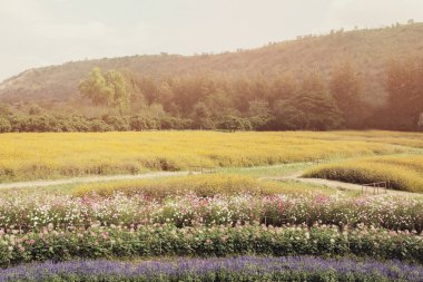 Parlak renkli karışık çiçek alanı