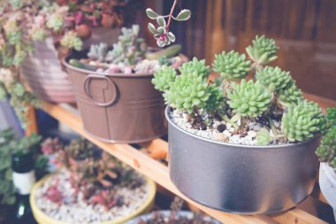 Agav etli bitki kapları, seçici odak, tonlama.