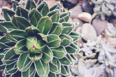 etli bitki rock Bahçe arka plan ile tonlama