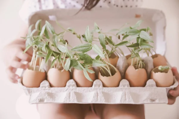 Menina Segurando Plantas Jovens Casca Ovo Conceito Ecológico Tonificação — Fotografia de Stock