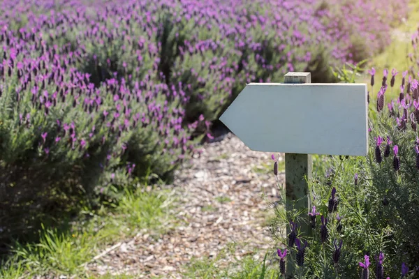 Wegweiser Auf Australischem Lavendelfeld — Stockfoto