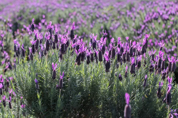 Australisches Hellviolettes Lavendelfeld — Stockfoto