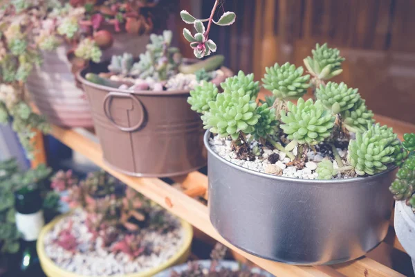 Agav etli bitki kapları, seçici odak, tonlama.