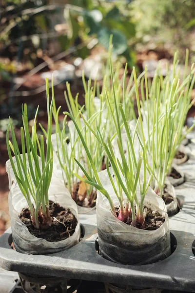 Büyüyen Taze Soğan Sebze Olarak Kullanılan Plastik Şişeler Yeniden Kullanmak — Stok fotoğraf