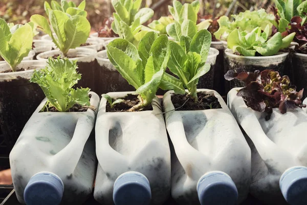 Växande Sallat Används Plastflaskor Grönsaker Används Plastflaskor Återanvända Och Återvinna — Stockfoto