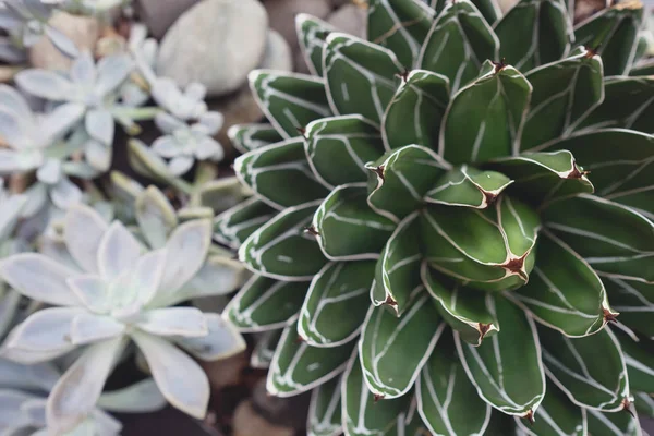 etli bitki rock Bahçe arka plan ile tonlama