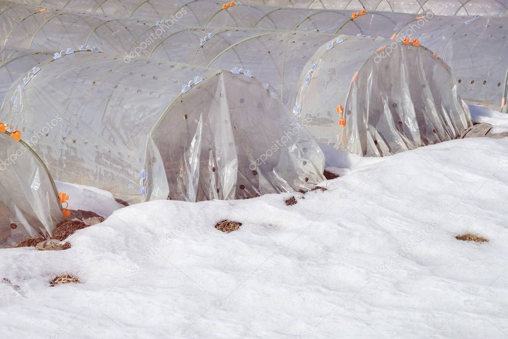 plastic greenhouses for vegetables with snow in winter