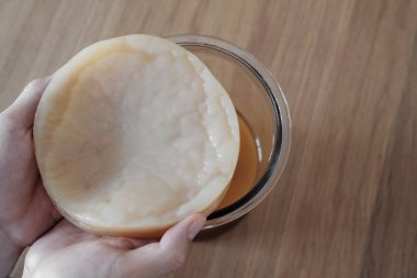Human hands holding Kombucha mushroom SCOBY, Fermented tea, Probiotic food. clipart