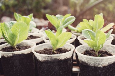 Büyüyen salatada kullanılan plastik şişe ve bardak, yeniden kullanmak ve Eko kavramı geri dönüşüm.
