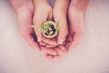 Fide bitkiler yumurta kabuğu, Eko Bahçe holding insan eller.