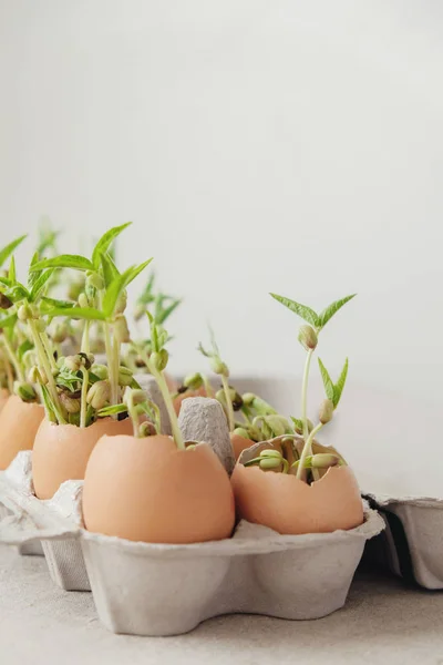 Plantes Semis Coquilles Aubergines Éco Jardinage Réutilisation — Photo