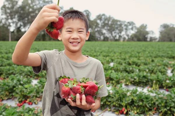 Joven Asiático Chico Holding Caja Fresas Frescas Orgánica Fresa Granja — Foto de Stock