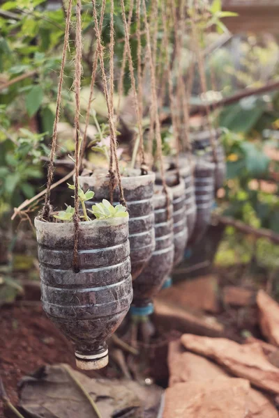 Odling Växter Används Plastflaskor Återanvända Trädgård Koncept — Stockfoto