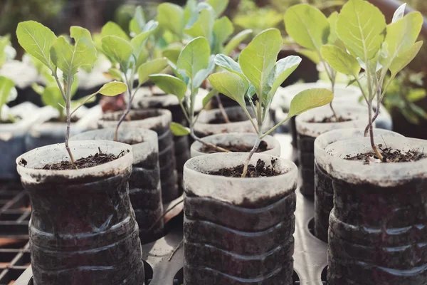 Cultiver Salade Dans Des Bouteilles Gobelets Plastique Usagés Réutiliser Recycler — Photo