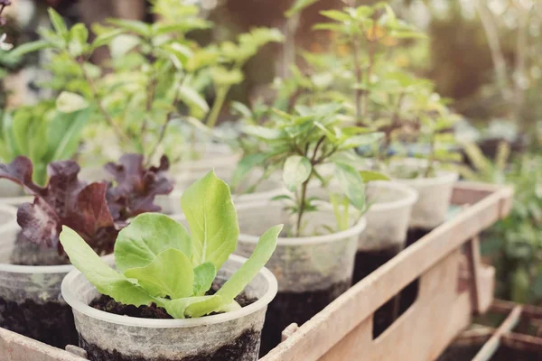 Büyüyen Salatada Kullanılan Plastik Şişe Bardak Yeniden Kullanmak Eko Kavramı — Stok fotoğraf