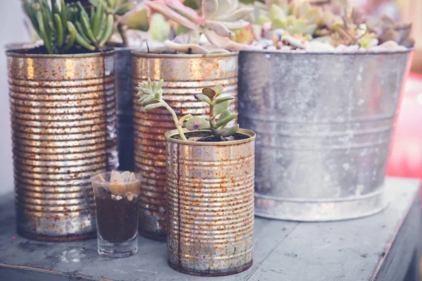 Suculentas Latas Usadas Rústicas Eco Conceito Reutilização — Fotografia de Stock