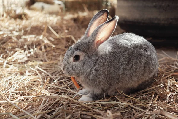 Cute Easter Bunny Eating Carrot — Stock Photo, Image