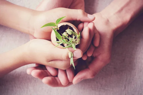 Mãos Humanas Segurando Plantas Mudas Casca Ovo Jardinagem Ecológica — Fotografia de Stock