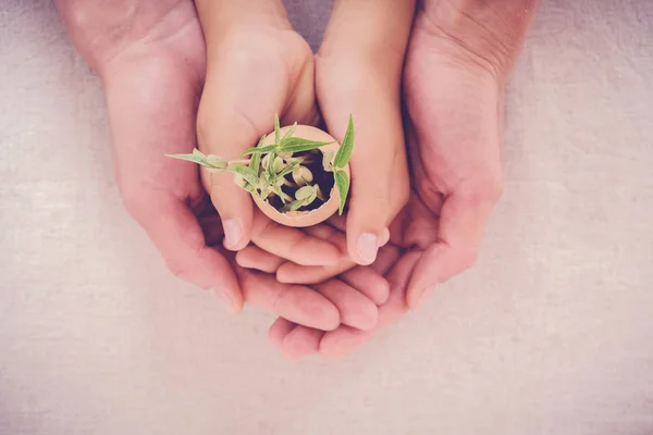 Menselijke Handen Met Seedling Planten Eierschaal Eco Tuinieren — Stockfoto