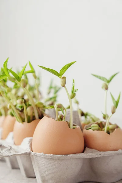 Plantes Semis Coquilles Aubergines Éco Jardinage — Photo