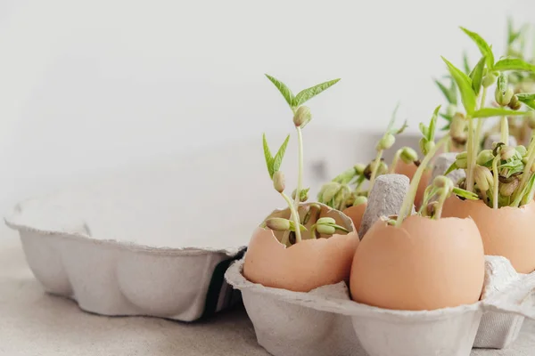 Seedling Plants Eggshells Eco Gardening — Stock Photo, Image