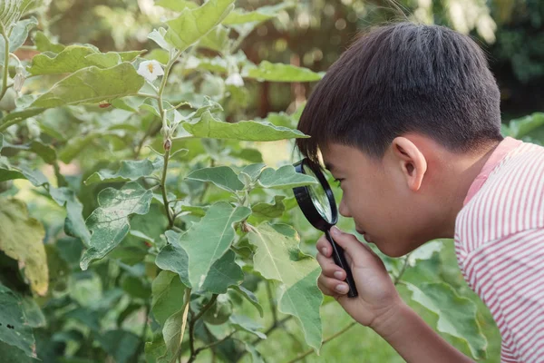 Tween asiatiska pojke tittar på löv genom ett förstorings glas, Mo — Stockfoto