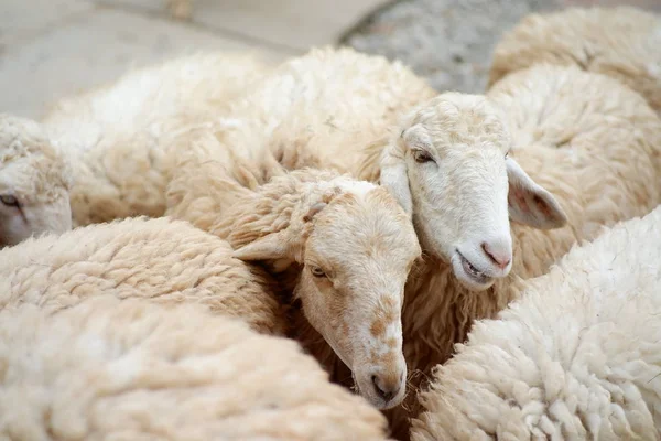 Çiftlik arka planındaki koyunları kapat