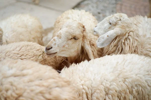 Närbild Får Farme Bakgrund — Stockfoto