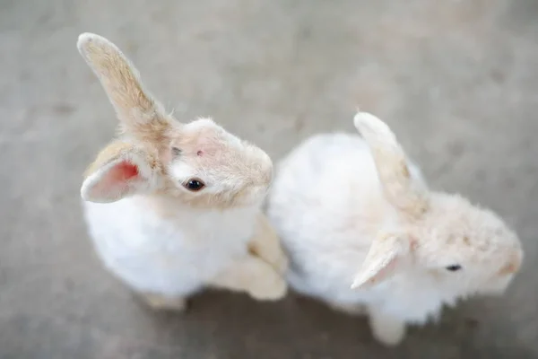 Tavşanı Çerçeve Arka Planında Kapat — Stok fotoğraf
