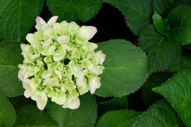 bahçe arka planında güzel çiçekler