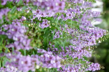 Bahçe arka planında güzel çiçek