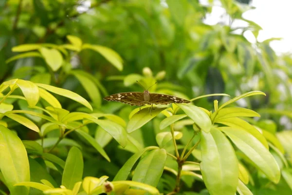 butterfly in garden background