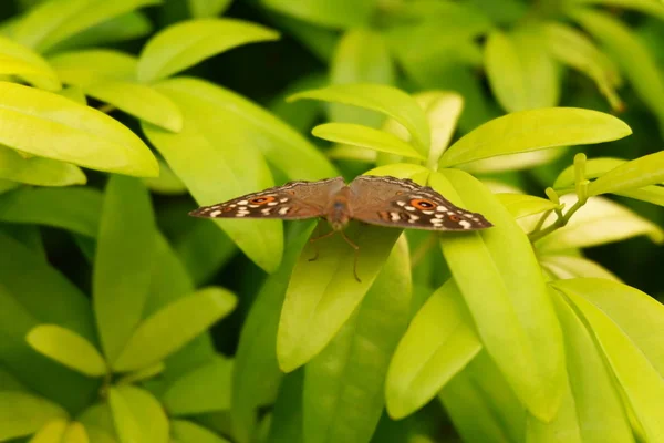 Бабочка Фоне Сада — стоковое фото