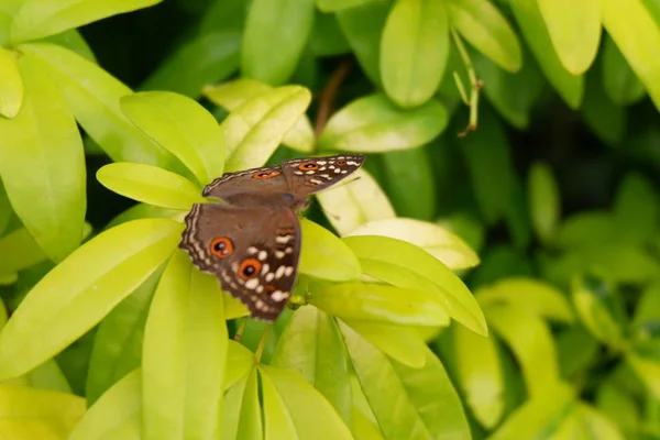 Schmetterling Garten Hintergrund — Stockfoto