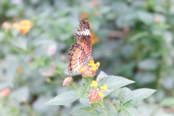 Бабочка Фоне Сада — стоковое фото