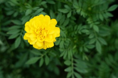 Bahçe arka planında güzel çiçek