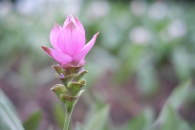 Bahçe arka planında güzel çiçek