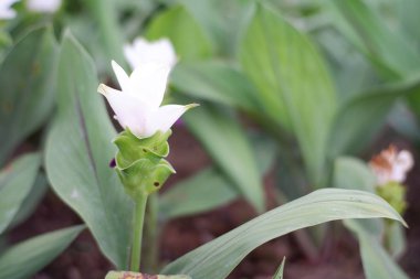 Bahçe arka planında güzel çiçek