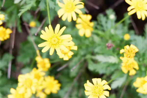 Beautiful Flower Garden Background — Stock Photo, Image