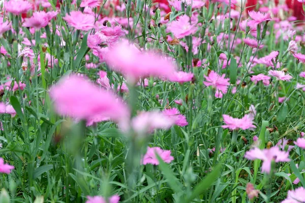 beautiful flower in garden background