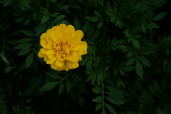 Hermosa Flor Fondo Del Jardín — Foto de Stock