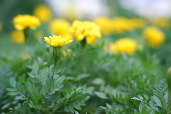 Schöne Blume Garten Hintergrund — Stockfoto