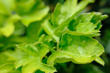 doğal arkaplan ve dokuda yeşil yapraklar