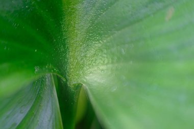 doğal arkaplan ve dokuda yeşil yapraklar