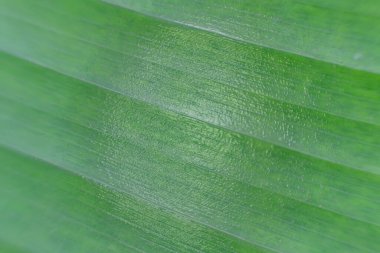 Doğa arkaplan ve dokudaki yeşil yaprakları kapat