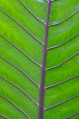 Doğa arkaplan ve dokudaki yeşil yaprakları kapat