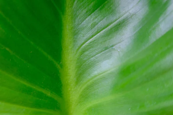 緑の葉が自然な背景と質感で — ストック写真